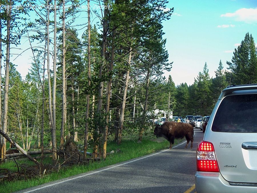 Animal, Bison, Bull, Mammal, Automobile, Car, Vehicle