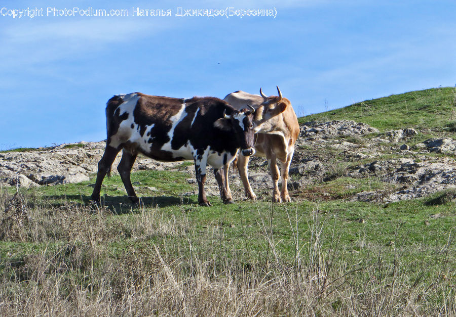 Animal, Cattle, Cow, Dairy Cow, Mammal, Countryside, Farm