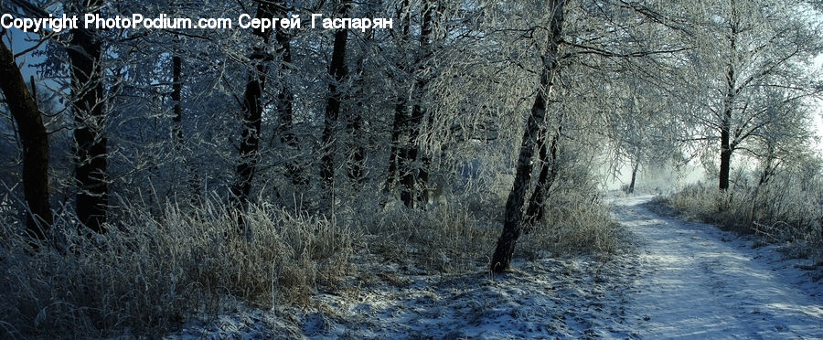 Frost, Ice, Outdoors, Snow, Forest, Grove, Land