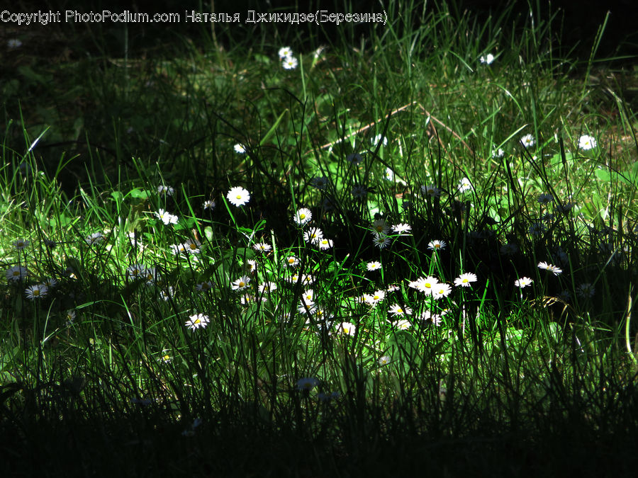 Forest, Jungle, Blossom, Flora, Flower, Plant, Field