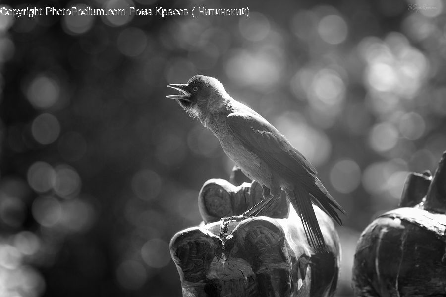 Beak, Bird, Plant, Kite Bird, Anther, Flower, Petal