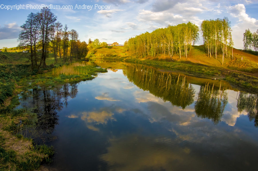 Nature, Outdoors, Pond, Water, River, Forest, Vegetation