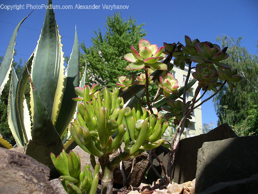 Cactus, Plant, Banana, Fruit, Aloe, Agavaceae, Flower