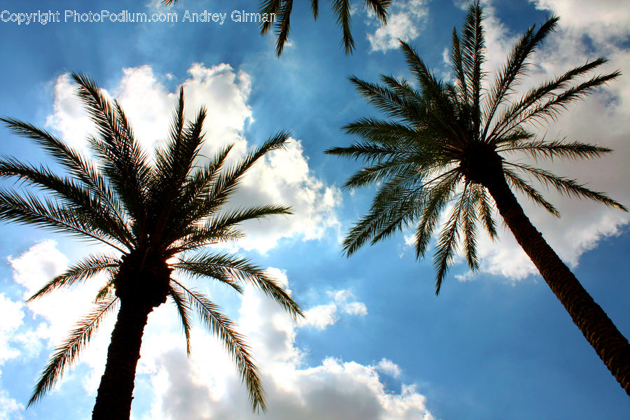 Palm Tree, Plant, Tree, Azure Sky, Cloud, Outdoors, Sky