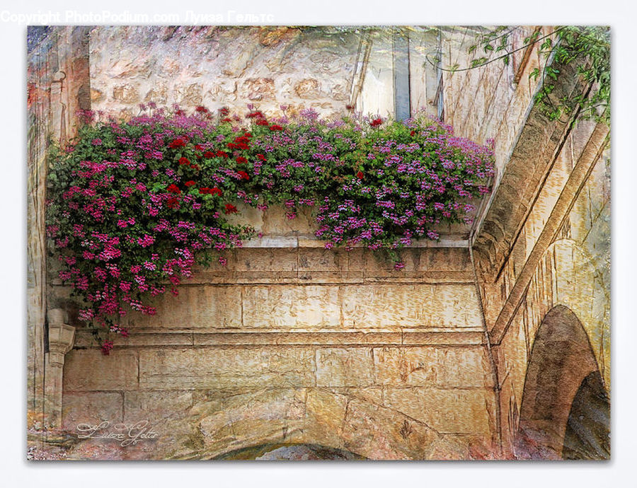 Fence, Wall, Blossom, Flora, Flower, Geranium, Plant