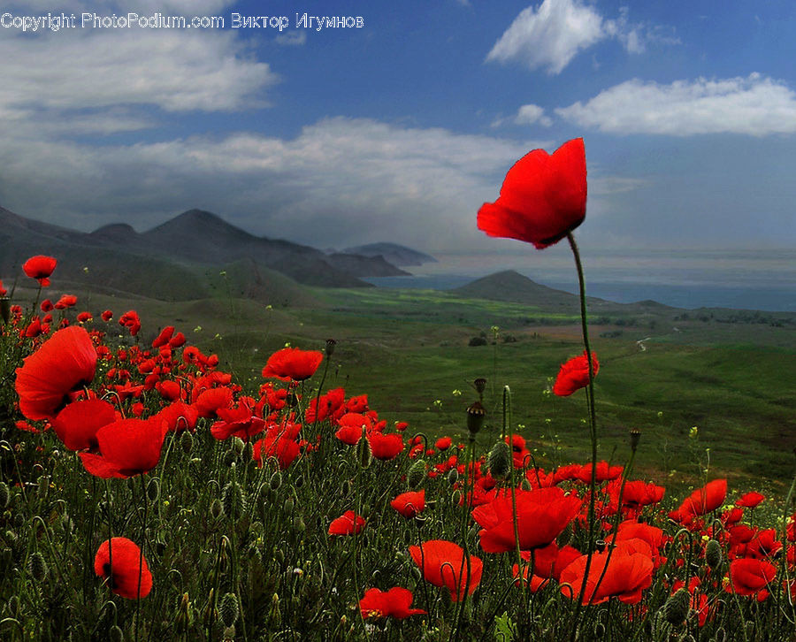 Blossom, Flora, Flower, Plant, Poppy, Potted Plant, Nature