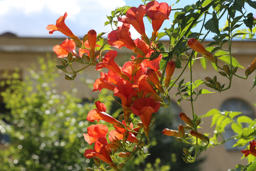 Blossom, Flora, Flower, Geranium, Plant, Gladiolus, Bush