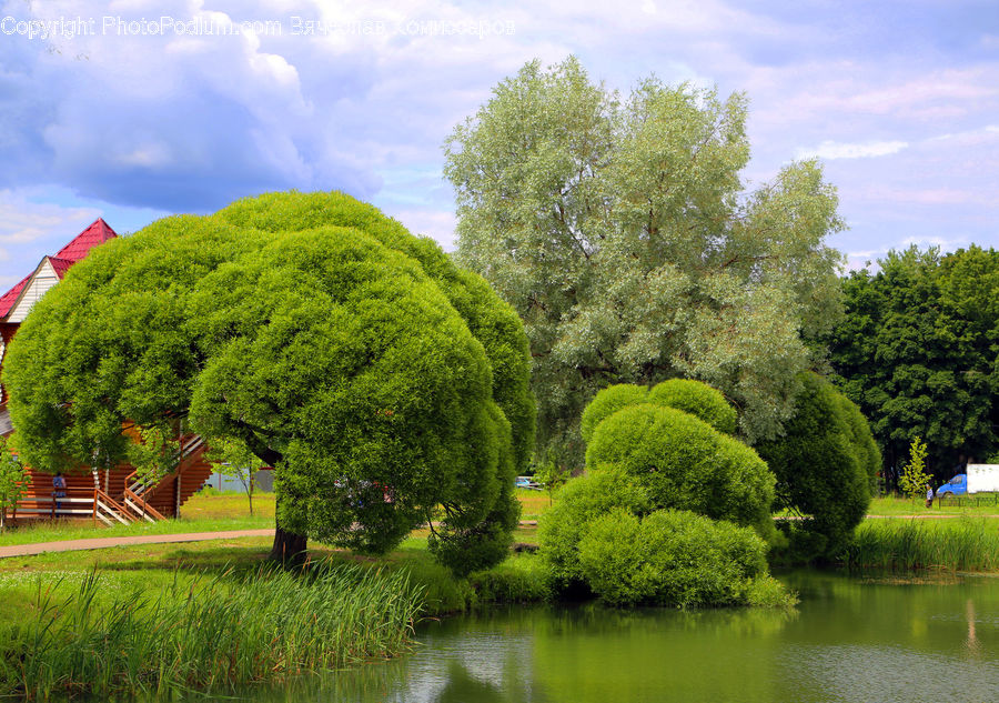 Bush, Plant, Vegetation, Field, Conifer, Fir, Tree