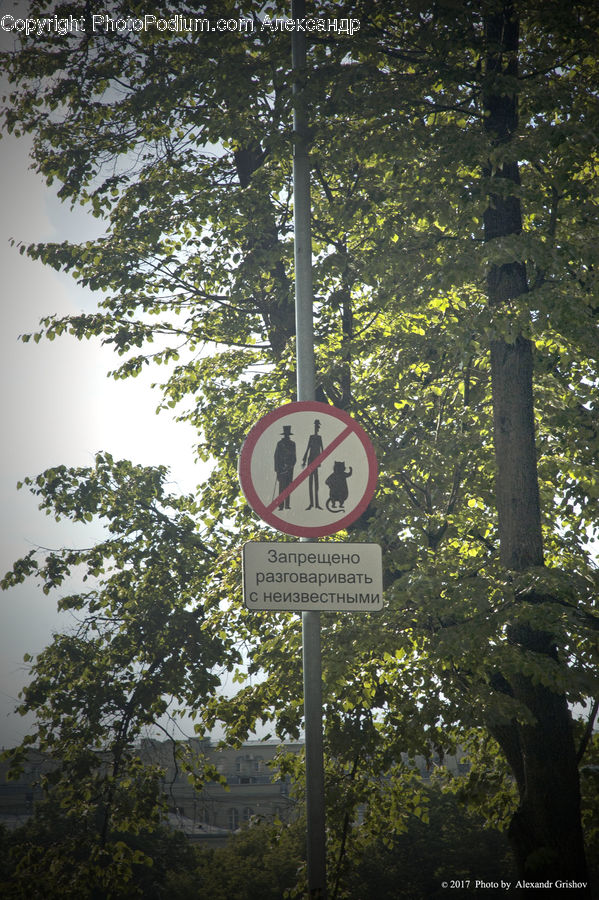 Road Sign, Sign, Street Sign, Oak, Tree, Wood, Plant