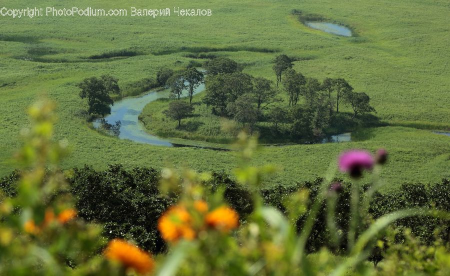 Hole, Field, Grass, Grassland, Land, Outdoors, Blossom