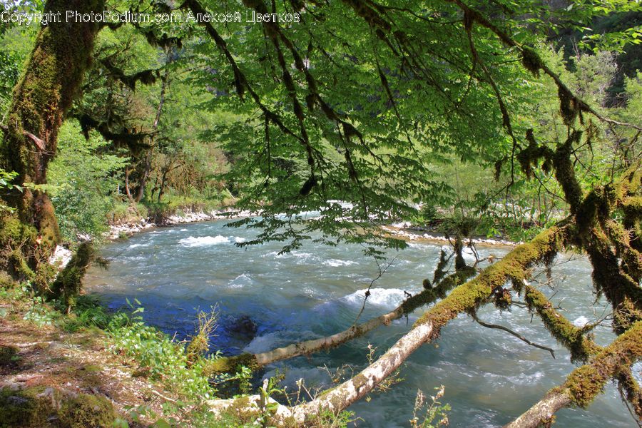 Creek, Outdoors, River, Water, Algae, Conifer, Fir