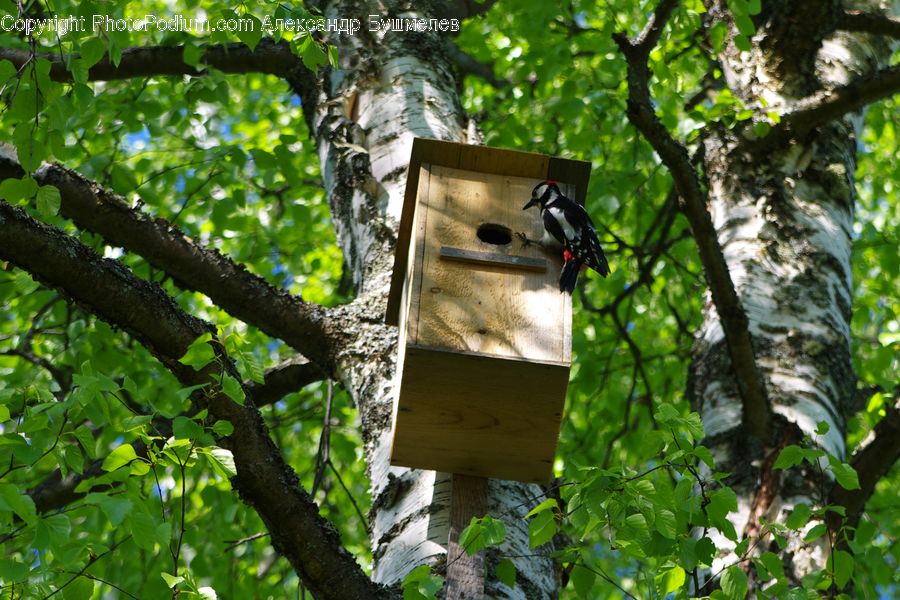 Plant, Vine, Birch, Tree, Wood, Bird, Flicker Bird