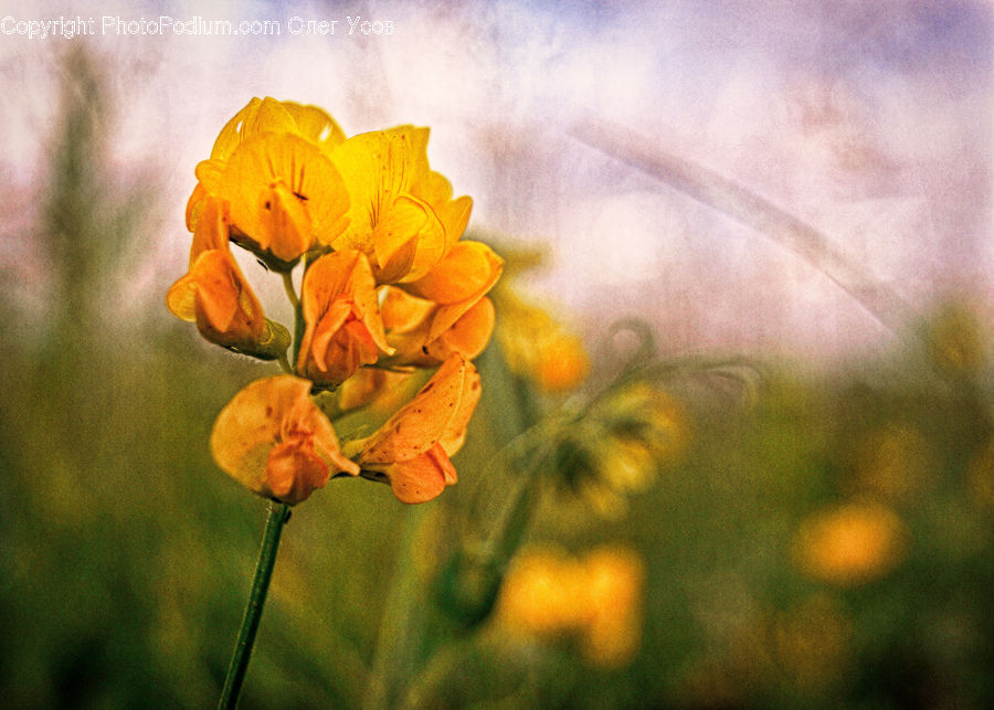 Cosmos, Fiber, Flax, Flora, Flower, Plant, Blossom