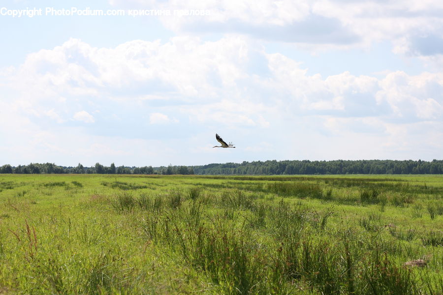 Field, Grass, Grassland, Land, Outdoors, Bird, Crane Bird