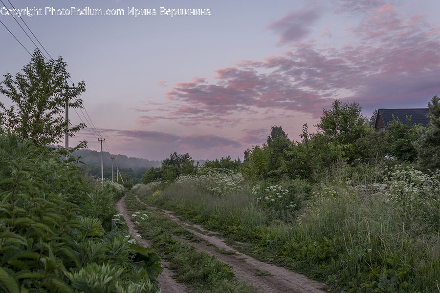 Dirt Road, Gravel, Road, Plant, Conifer, Fir, Tree