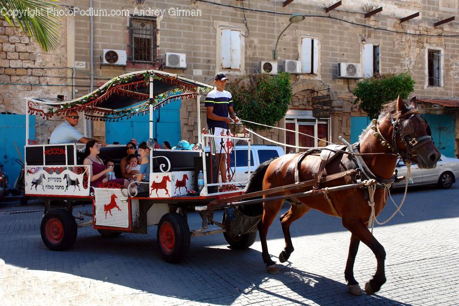 Animal, Horse, Mammal, Carriage, Horse Cart, Vehicle, Buggy