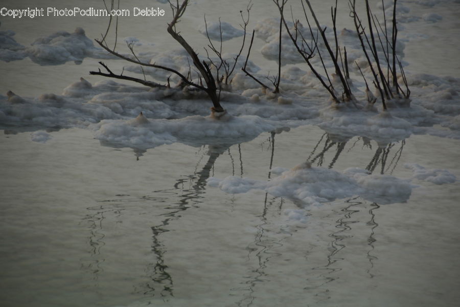 Land, Marsh, Pond, Swamp, Water