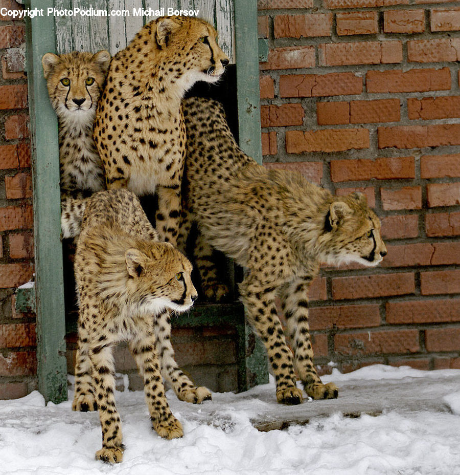 Animal, Leopard, Lynx, Wildlife, Lion, Cheetah, Snow Leopard