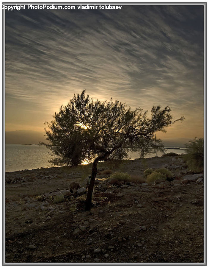 Plant, Tree, Blackboard, Dirt Road, Gravel, Road, Conifer