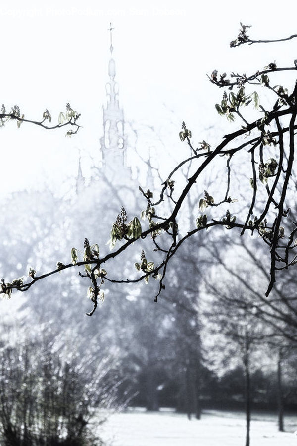 Ice, Outdoors, Snow, Plant, Tree, Silhouette, Blossom