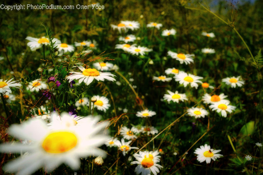 Daisies, Daisy, Flower, Plant, Aster, Blossom, Asteraceae