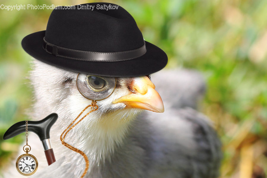 Cowboy Hat, Hat, Sun Hat, Beak, Bird, Eagle, Eating