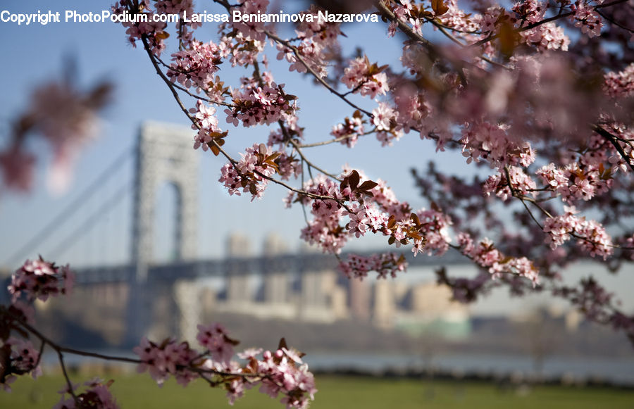 Blossom, Cherry Blossom, Flower, Flora, Plant, Potted Plant