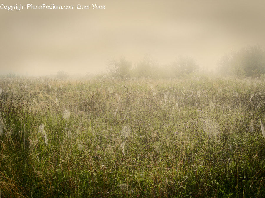 Field, Grass, Grassland, Plant, Fog, Mist, Outdoors