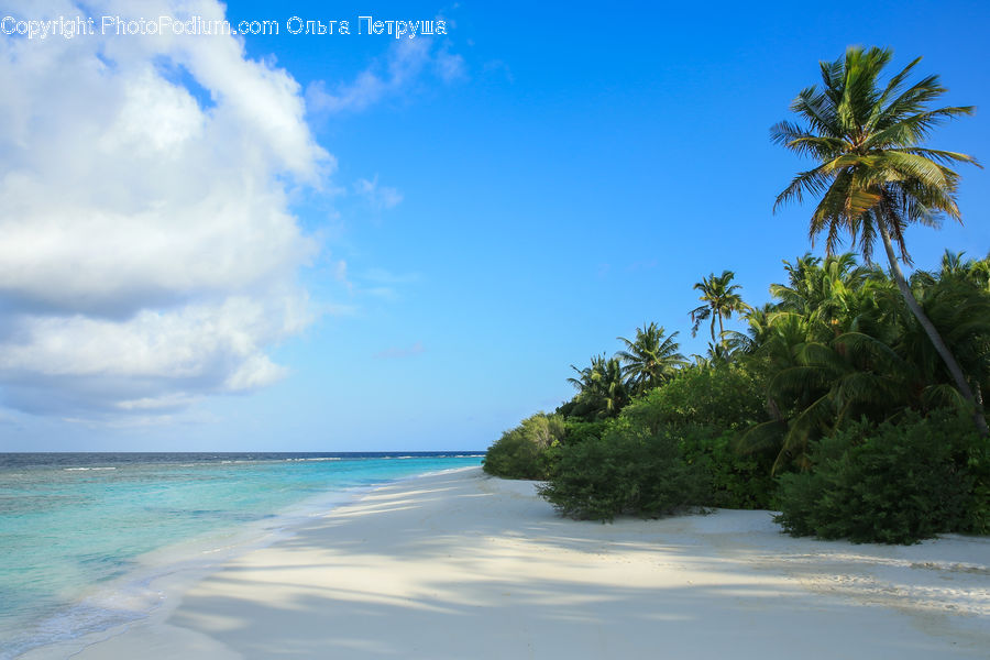 Beach, Coast, Outdoors, Sea, Water, Palm Tree, Plant