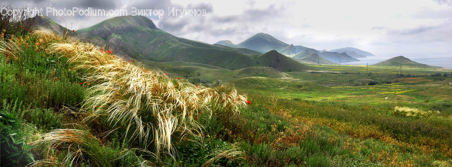 Field, Grass, Grassland, Plant, Land, Outdoors, Blossom