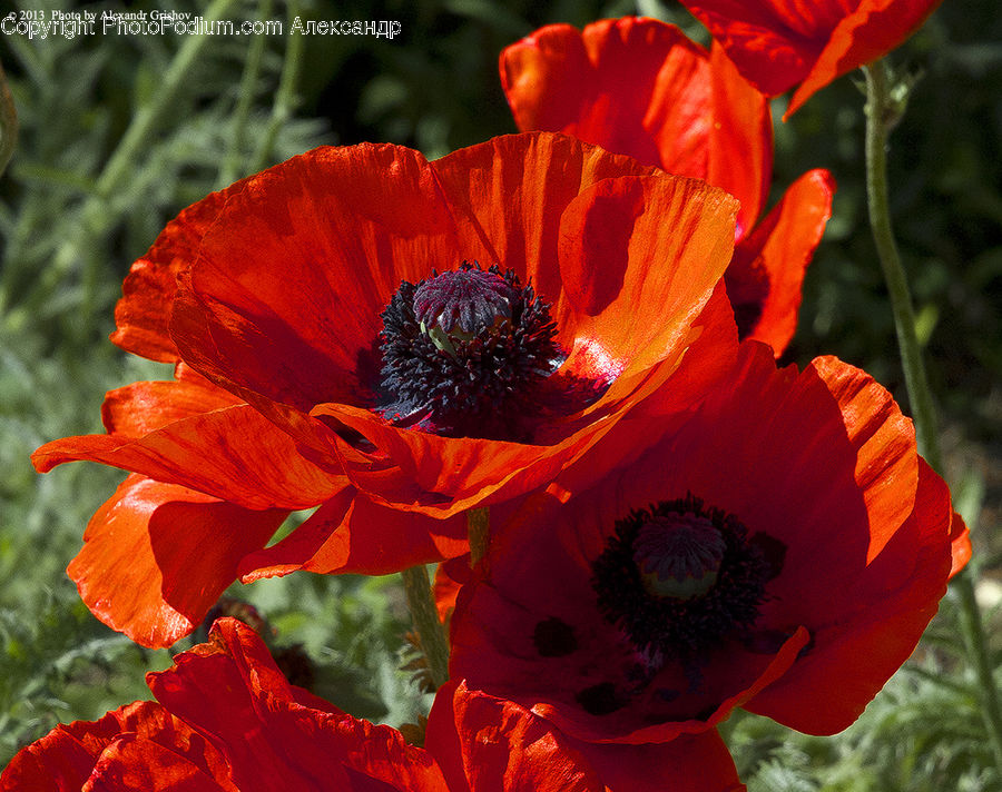 Blossom, Flora, Flower, Plant, Poppy, Geranium, Petal