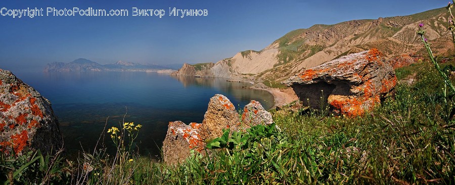 Moss, Plant, Bunker, Blossom, Flora, Flower, Cliff