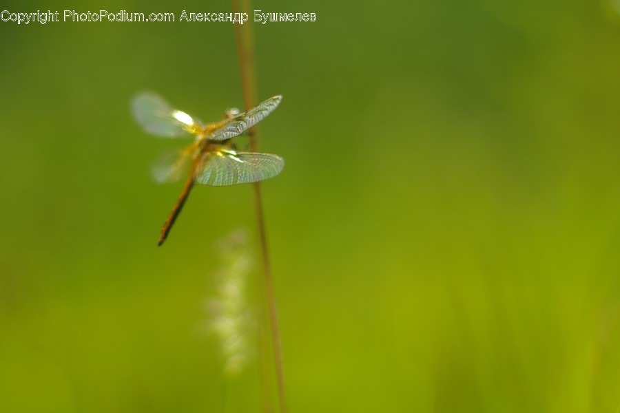 Anisoptera, Dragonfly, Insect, Invertebrate, Mosquito, Blossom, Flora
