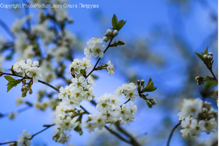 Blossom, Flora, Flower, Plant, Bud, Cherry Blossom, Daisies