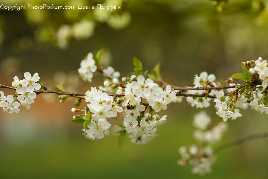 Blossom, Flora, Flower, Plant, Cherry Blossom, Pollen, Petal