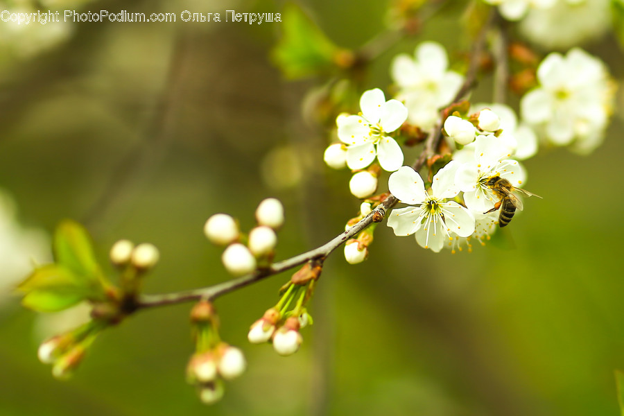 Blossom, Flora, Flower, Plant, Cherry Blossom