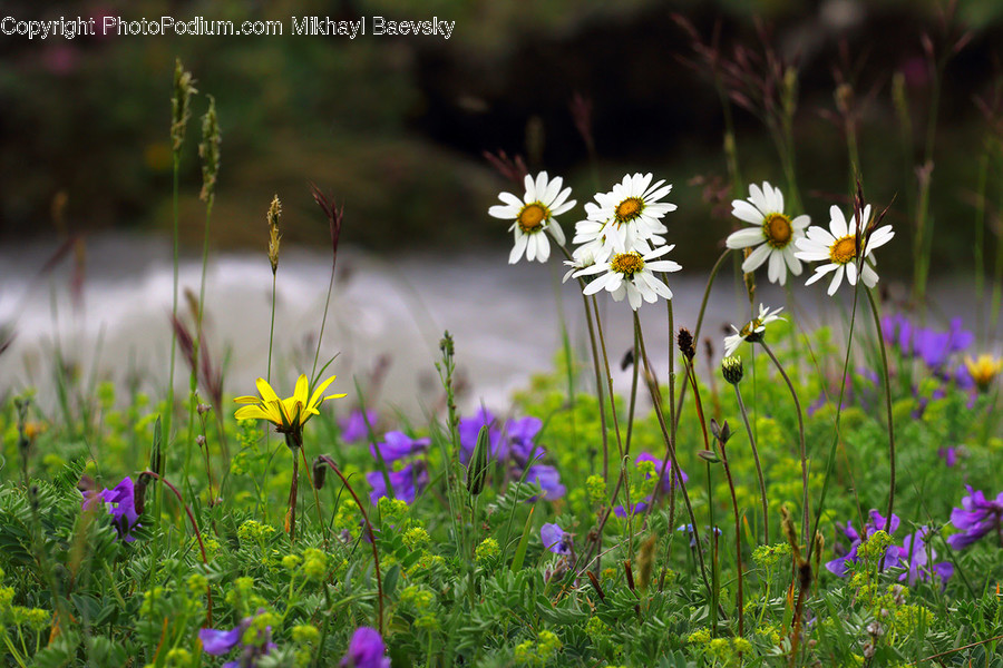 Aster, Blossom, Flower, Plant, Cosmos, Daisies, Daisy