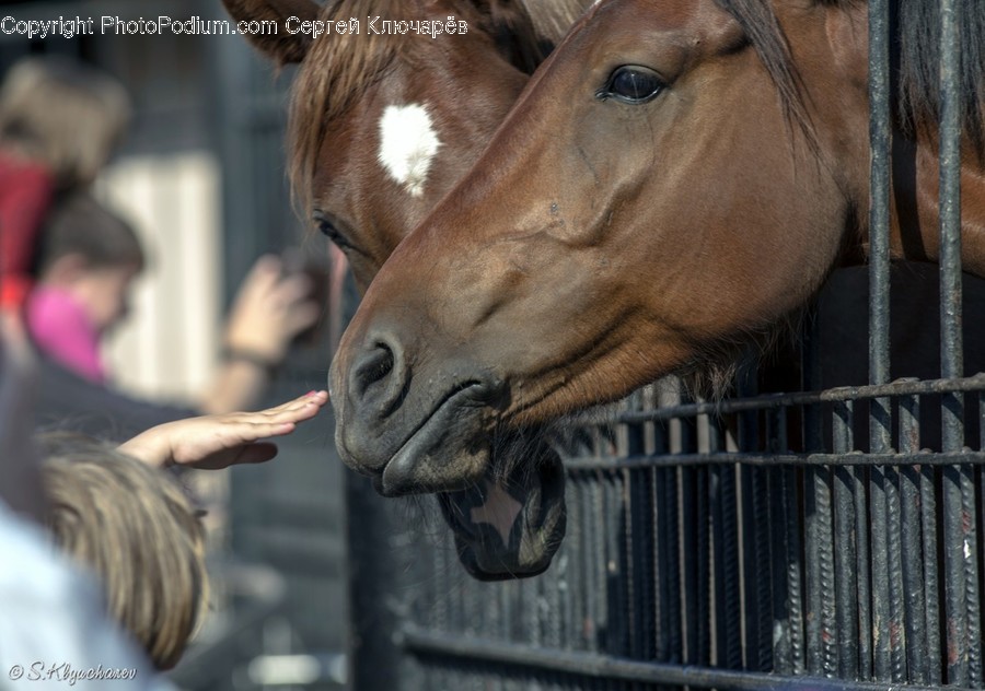 People, Person, Human, Animal, Colt Horse