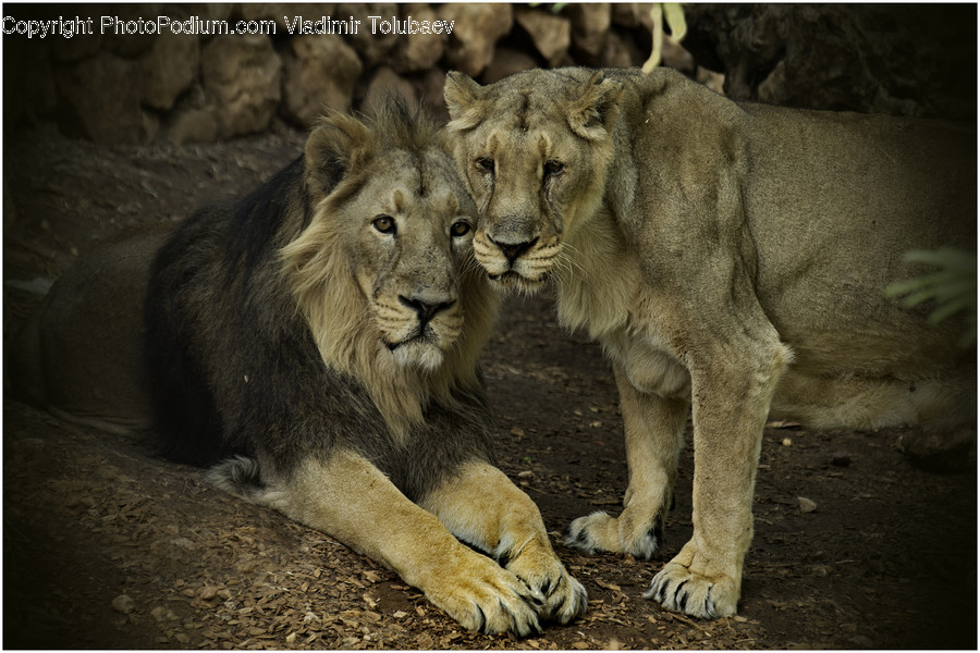 Animal, Lion, Wildlife, Zoo