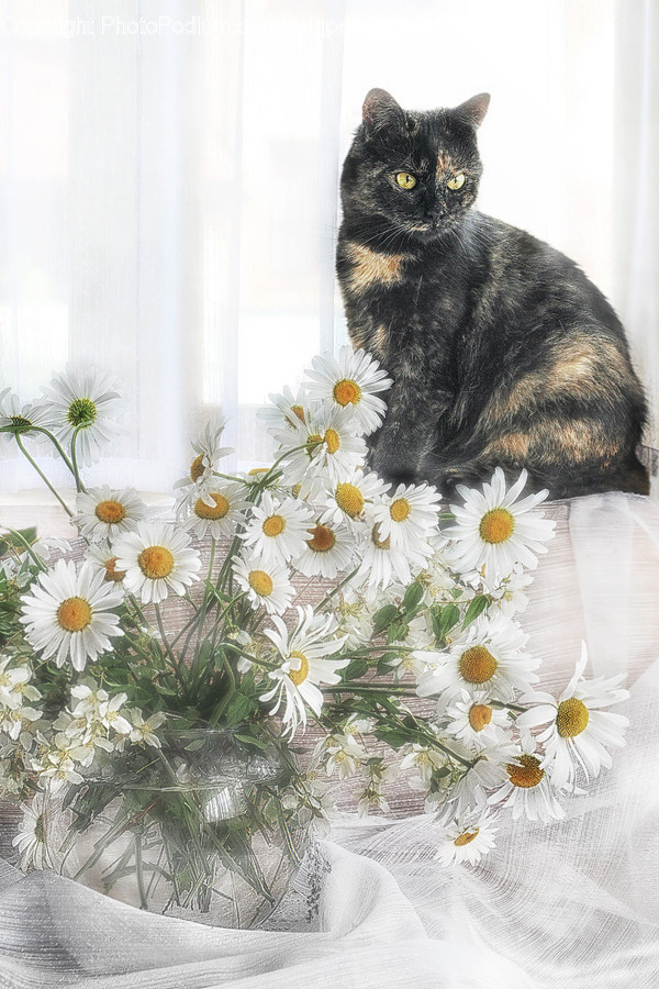 Daisies, Daisy, Flower, Plant, Animal