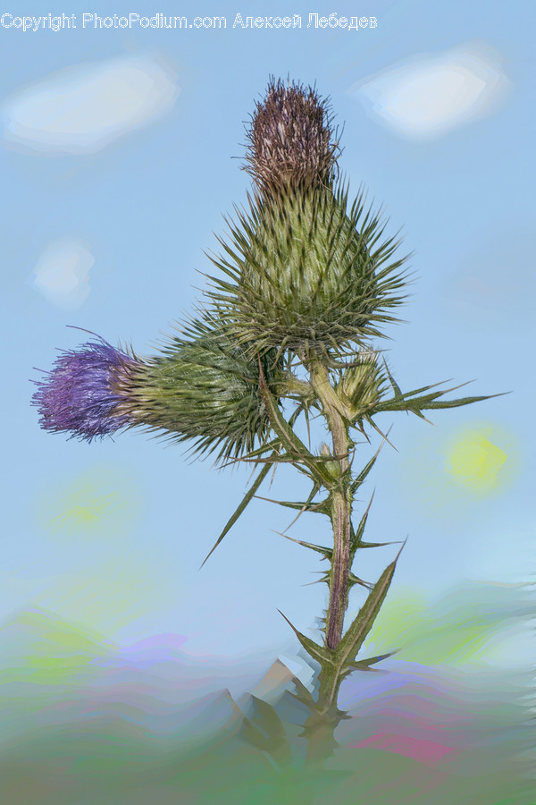 Flora, Flower, Plant, Thistle, Weed