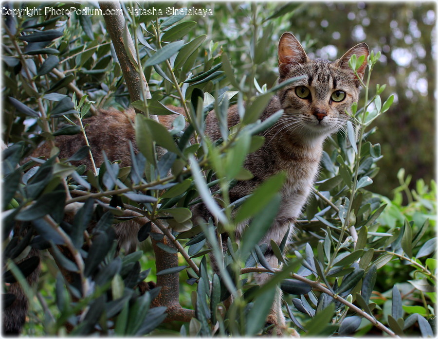 Bird Nest, Nest, Aloe, Plant, Abyssinian