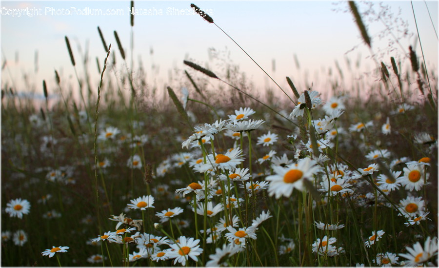 Daisies, Daisy, Flower, Plant, Field