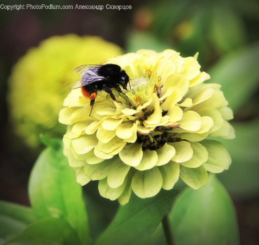Andrena, Apidae, Bee, Bumblebee, Honey Bee
