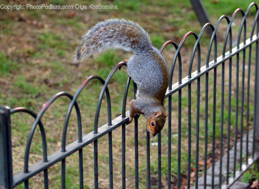 Animal, Mammal, Rodent, Squirrel, Fence