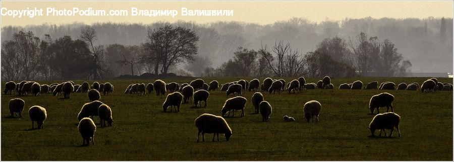 Countryside, Grassland, Grazing, Outdoors, Pasture, Ranch, Field