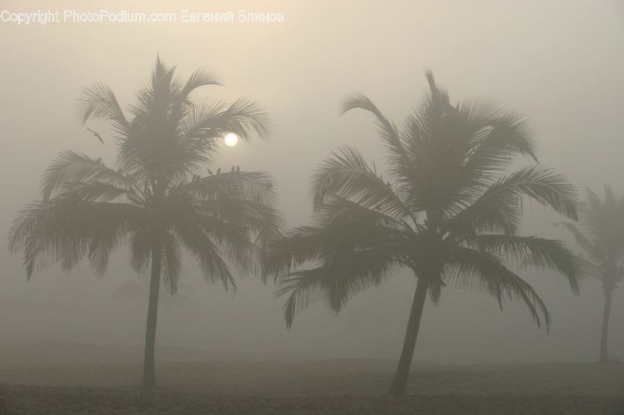 Fog, Palm Tree, Plant, Tree, Flare