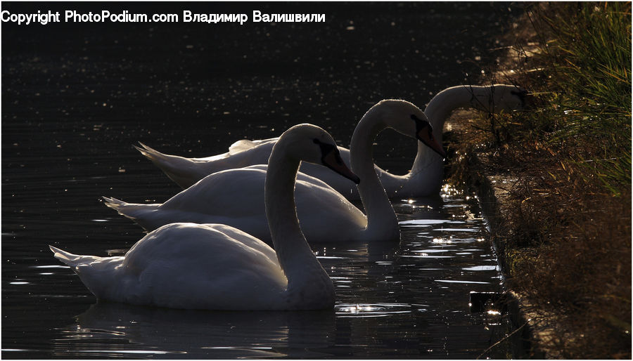 Bird, Swan, Waterfowl, Goose, Road, Path, Walkway