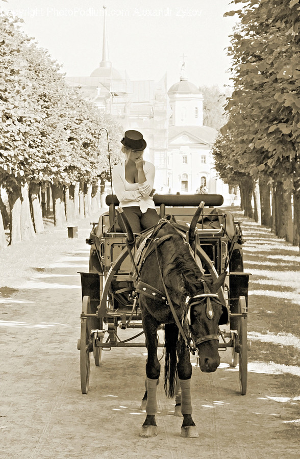 Carriage, Horse Cart, Vehicle, People, Person