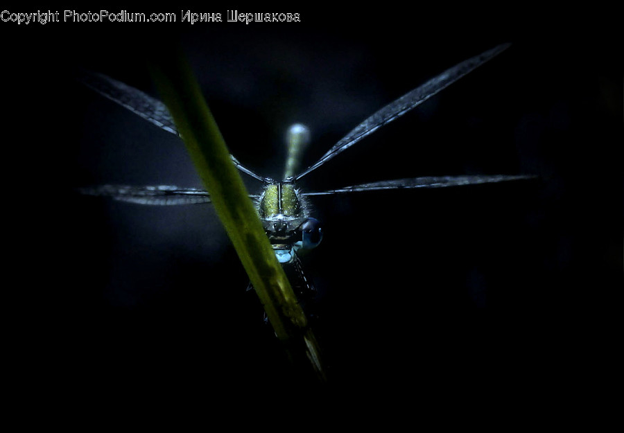 Insect, Invertebrate, Mosquito, Anisoptera, Dragonfly